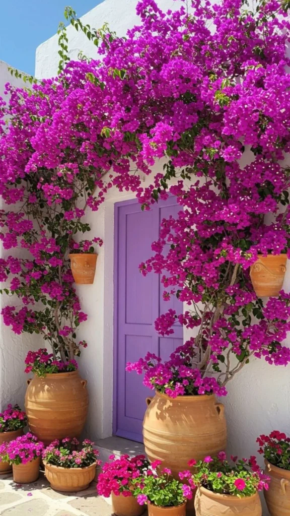 bougainvillea plants