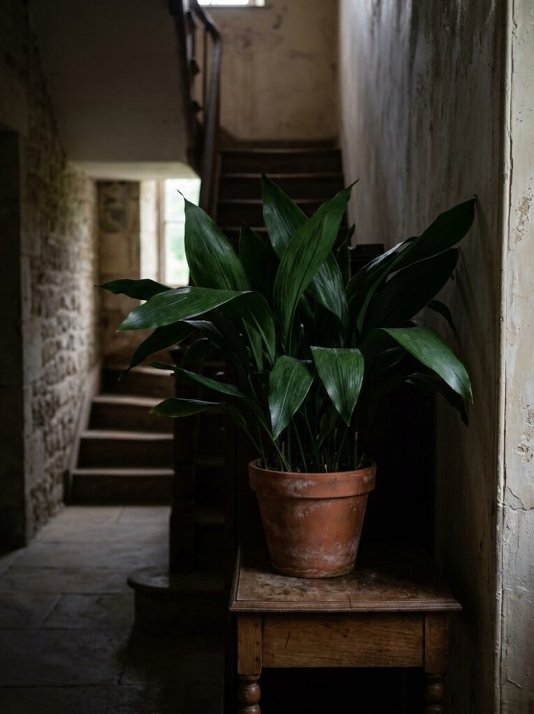Cast Iron Plant For The Darkest Corners In The House