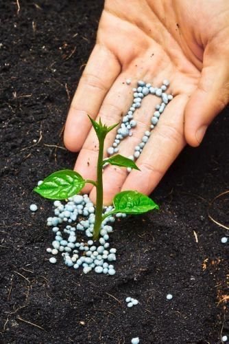Indoor Plant Fertilizer Guide: How And When To Feed Houseplants