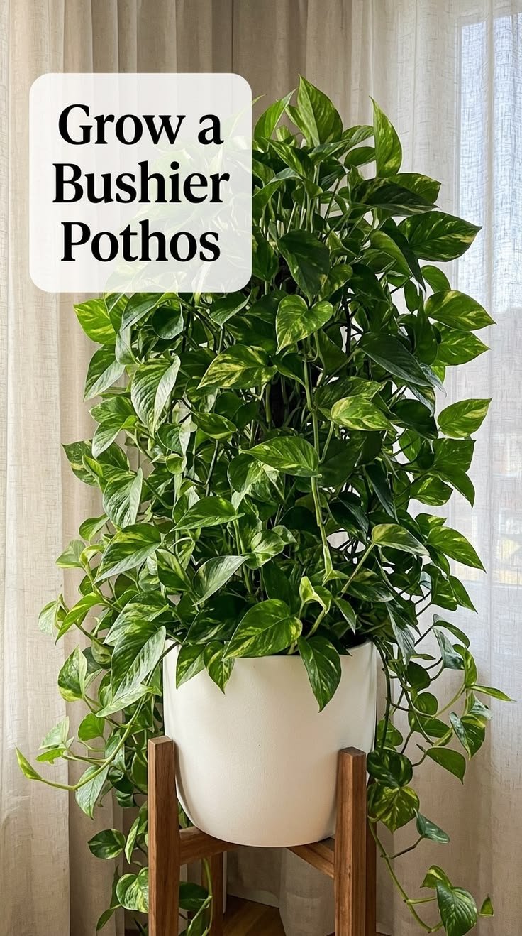 Pothos Care: How To Grow A Fuller, Healthier Vine