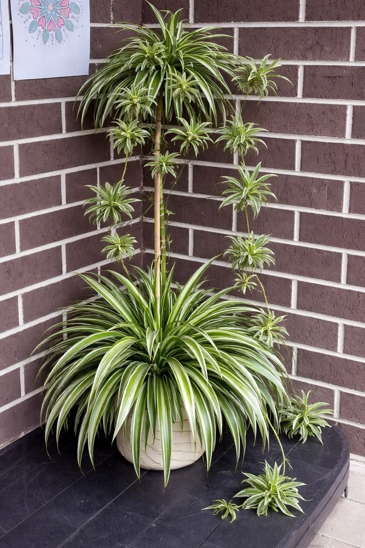 Spider Plant Care: The Complete Guide To Watering, Light, And Growing Those Baby Plantlets